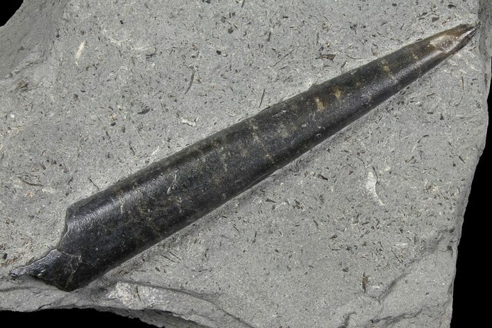 Fossil Belemnite (Youngibelus) - Germany #106355